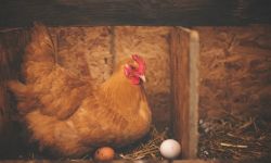 أيهما جاء أولا الدجاجة أم البيضة؟.. العلماء يحسمون الجدل أخيرا